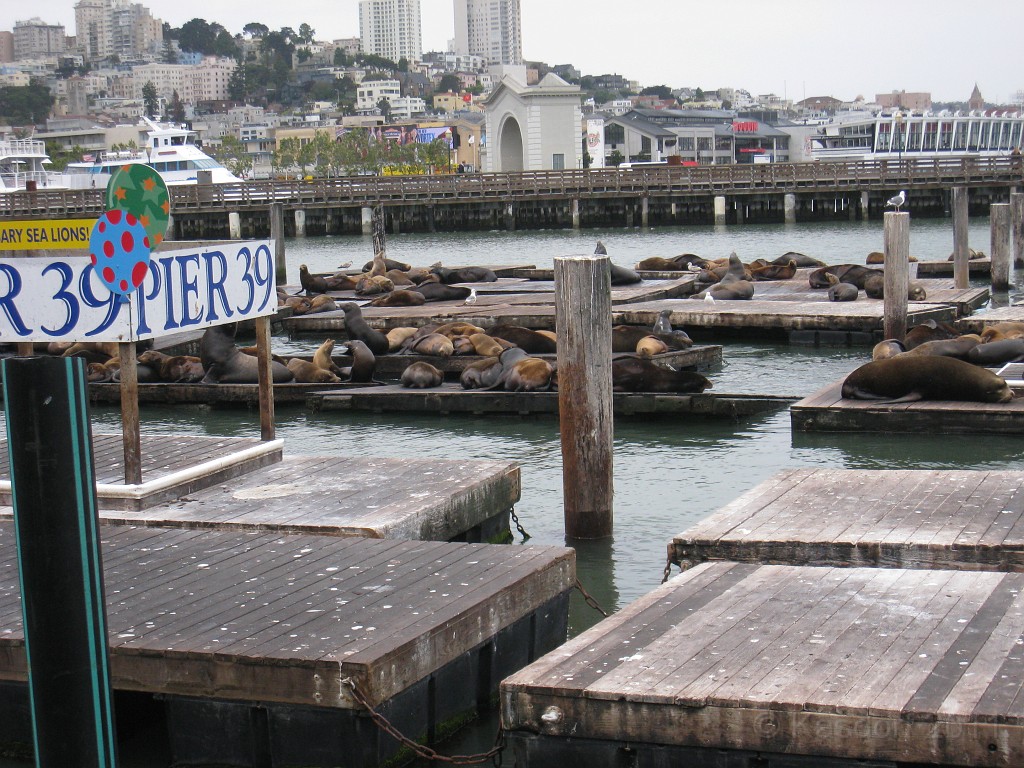 2011 Bay 2 Breakers Saturday 0295.JPG - I was able to participate in the 2011, 100th anniversary of the San Francisco Bay to Breakers 12K race. A great weekend for sight seeing and racing.